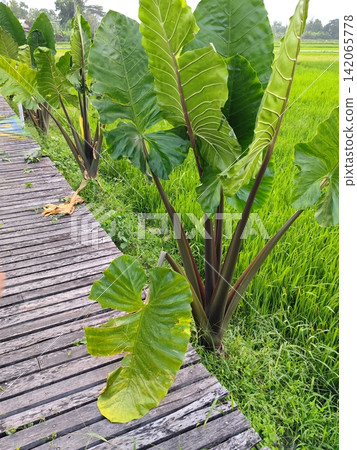 giant purple-stemmed taro plant that is taller than an adult. giant purple-stemmed taro plant that is taller than an adult. 142065778