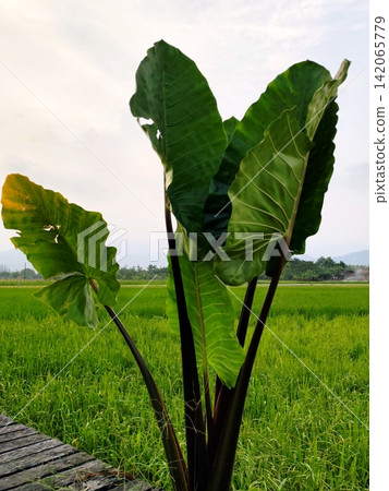 giant purple-stemmed taro plant that is taller than an adult. 142065779