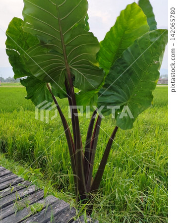 giant purple-stemmed taro plant that is taller than an adult. giant purple-stemmed taro plant that is taller than an adult. 142065780