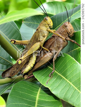 a pair of grasshoppers are mating 142065792