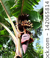 banana tree flowers in bloom. 142065814
