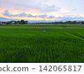 beautiful sky at sunset in the rice fields. 142065817