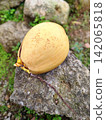 yellow coconut on a rock. 142065818