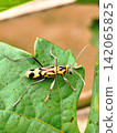 Chlorophorus annularis insect perched on grape leaves. 142065825