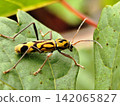 Chlorophorus annularis insect perched on grape leaves. 142065827