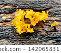 yellow fungus growing on brittle wood. 142065831