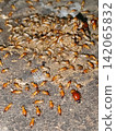 termite colony leaving its nest. 142065832