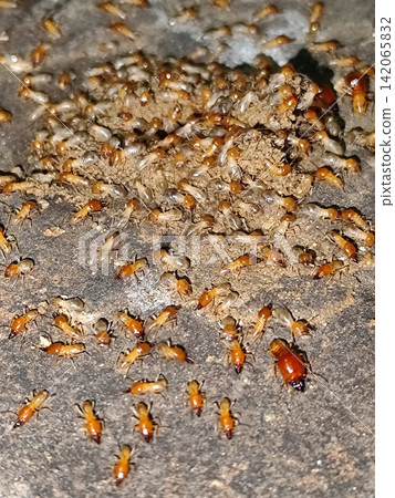 termite colony leaving its nest. termite colony leaving its nest. 142065832