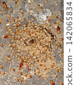 termite colony leaving its nest. 142065834