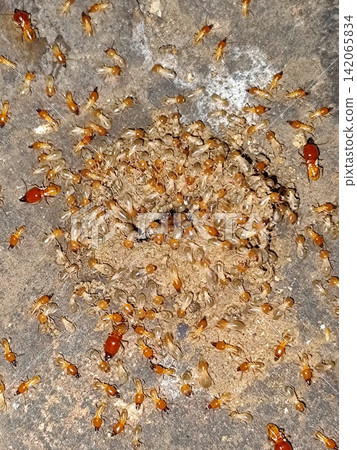 termite colony leaving its nest. termite colony leaving its nest. 142065834