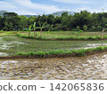 photo of rain-fed rice fields during the rice planting season. 142065836