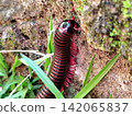 close-up photo of a millipede crawling through the grass. 142065837