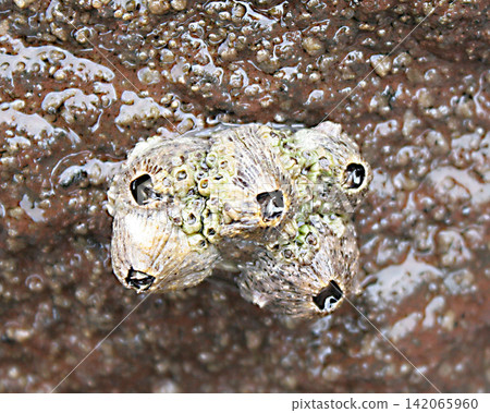 Barnacles viewed up close Barnacles viewed up close 142065960