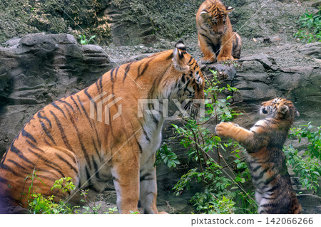 Amur tiger family ⑥ Amur tiger family ⑥ 142066266
