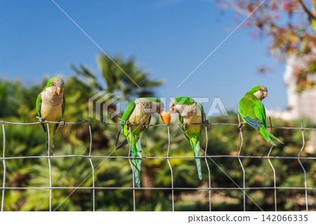 Flock of green monk parakeets sitting on metal fence in sunny Barcelona park, colorful tropical urban birds sharing bread with palm trees Flock of green monk parakeets sitting on metal fence in sunny Barcelona park, colorful tropical urban birds sharing bread with palm trees 142066335
