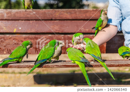 Closeup of green monk parakeets gathering on park bench while feeding from woman hand in sunny Barcelona, colorful tropical urban birds outdoors Closeup of green monk parakeets gathering on park bench while feeding from woman hand in sunny Barcelona, colorful tropical urban birds outdoors 142066340