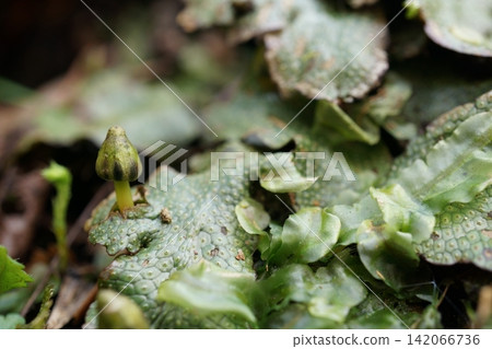 Early emergence of the female liverwort (Lycium verrucosum) Early emergence of the female liverwort (Lycium verrucosum) 142066736