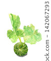Watercolor illustration of a baby pumpkin with leaves [Hand-drawn] White background, transparent background, with space for copying 142067293