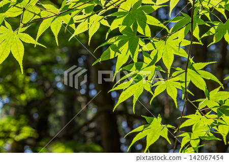 Fresh fresh green maple Fresh fresh green maple 142067454
