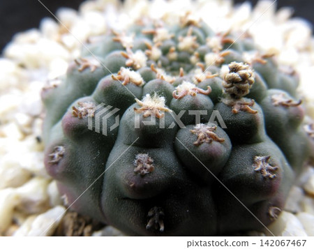 Gymnocalycium clione Gymnocalycium clione 142067467