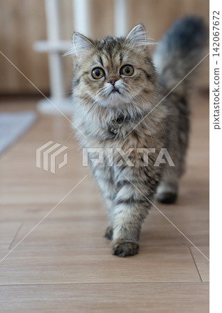 A cat walking around the room - a Persian cat A cat walking around the room - a Persian cat 142067672