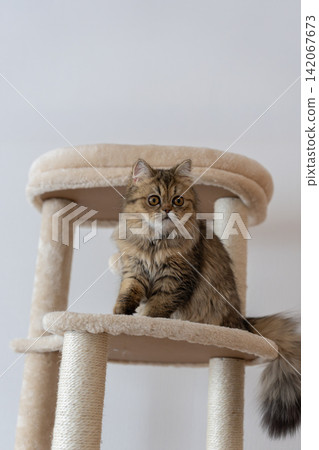 A cute Persian cat relaxing on top of a cat tower. A cute Persian cat relaxing on top of a cat tower. 142067673