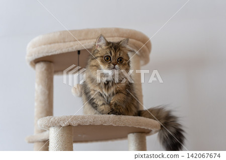 A cute Persian cat relaxing on top of a cat tower. 142067674