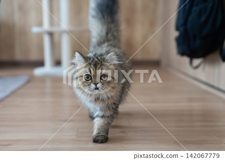 A cat walking around the room - a Persian cat A cat walking around the room - a Persian cat 142067779