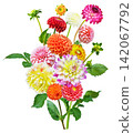 bouquet of mixed colorful dahlia flowers isolated on white background 142067792