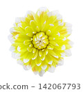 colorful dahlia flower isolated on white background, top view 142067793