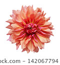 colorful dahlia flower isolated on white background, top view 142067794