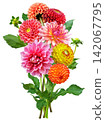 bouquet of mixed colorful dahlia flowers isolated on white background 142067795