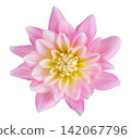 pink dahlia flower isolated on white background, top view 142067796
