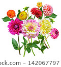 bouquet of mixed colorful dahlia flowers isolated on white background 142067797
