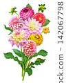 bouquet of mixed colorful dahlia flowers isolated on white background 142067798
