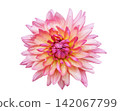 pink dahlia flower isolated on white background, top view 142067799