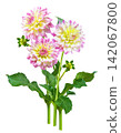 bouquet of dahlia flowers isolated on white background 142067800