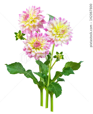 bouquet of dahlia flowers isolated on white background bouquet of dahlia flowers isolated on white background 142067800