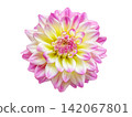 dahlia flower isolated on white background, top view 142067801