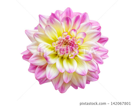 dahlia flower isolated on white background, top view dahlia flower isolated on white background, top view 142067801