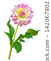 blooming dahlia flower isolated on white background 142067802