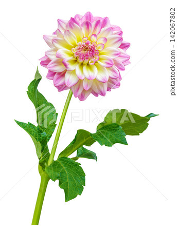 blooming dahlia flower isolated on white background blooming dahlia flower isolated on white background 142067802
