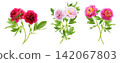 set of bouquets of colorful peonies flower isolated on white background 142067803