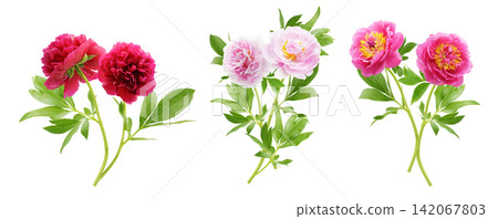 set of bouquets of colorful peonies flower isolated on white background set of bouquets of colorful peonies flower isolated on white background 142067803