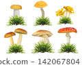 set of mushrooms in green moss isolated on white background 142067804