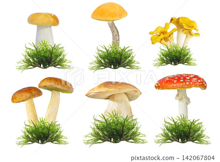set of mushrooms in green moss isolated on white background set of mushrooms in green moss isolated on white background 142067804