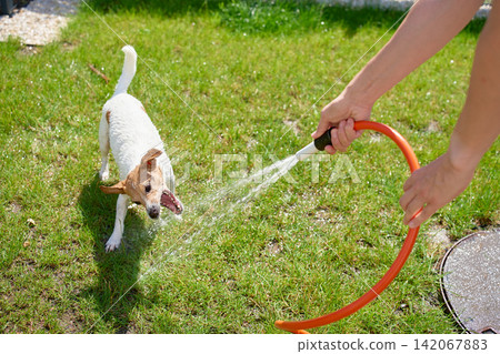 Jack Russell Terrier playing with water from a garden hose in backyard Jack Russell Terrier playing with water from a garden hose in backyard 142067883