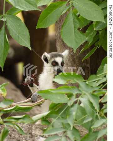 Ring tailed lemur bodyside profile eating berries and coordinating visual intake behavior in the zoo enclosure. Ring tailed lemur bodyside profile eating berries and coordinating visual intake behavior in the zoo enclosure. 142068043