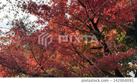 A close-up of vibrant autumn leaves (maple leaves) against the clear blue autumn sky. A close-up of vibrant autumn leaves (maple leaves) against the clear blue autumn sky. 142068091
