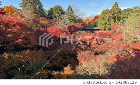 In autumn in Japan, the grounds of temples in Kyoto are adorned with vibrant red and yellow autumn leaves. In autumn in Japan, the grounds of temples in Kyoto are adorned with vibrant red and yellow autumn leaves. 142068129